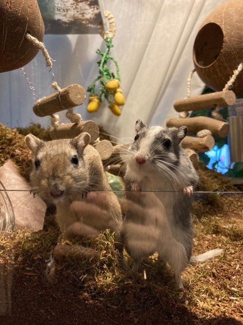 Schattige gerbils die pootje geven